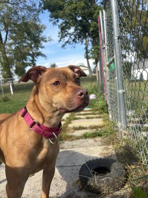 Sky, Terrier, adult, available for adoption