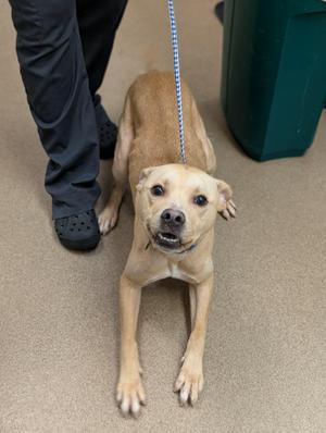 Harry Pawtter, Labrador Retriever, young, available for adoption