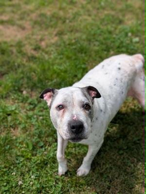 Jewels, Terrier, senior, available for adoption
