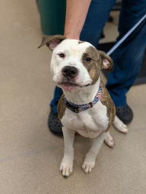 Charlee, American Bulldog, adult, available for adoption