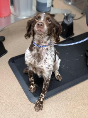 Minerva, Brittany Spaniel, adult, available for adoption