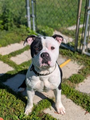 Rocky, Bulldog, adult, available for adoption
