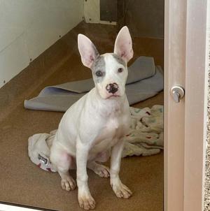 Hedwig, Terrier, puppy, available for adoption