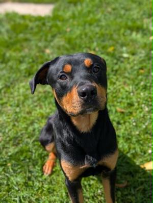 Logan, Rottweiler, adult, available for adoption