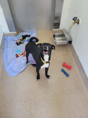 A small black and tan dog with a yellow collar stands in a room with a blue blanket and two chew toys.