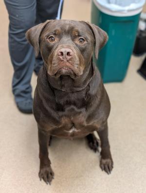Hershey, Labrador Retriever, adult, available for adoption