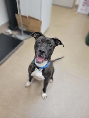 A black and white dog with a blue collar sitting on a beige floor, looking up with its mouth open and tongue out.
