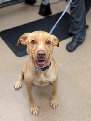 Peep, Labrador Retriever, young, available for adoption