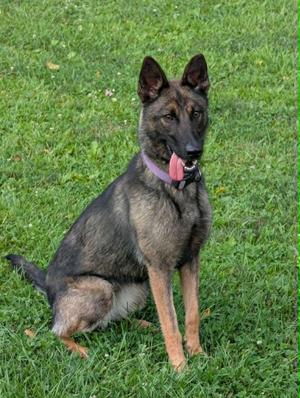 A German Shepherd dog sitting on grass with its tongue out, wearing a purple collar.