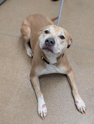 A light brown dog with white paws and a black collar, lying on a beige carpet.