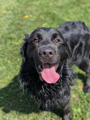 Snape, Flat-Coated Retriever, adult, available for adoption
