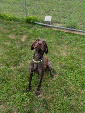 A brown dog with a green collar sitting on grass, looking up with its ears perked up.