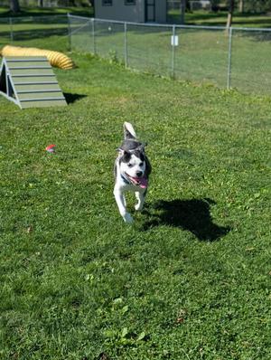 A black and white dog running on a grassy field