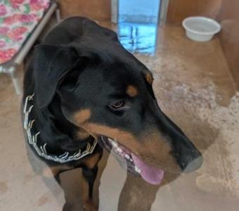 Oso, Doberman Pinscher / Mixed Breed, young, available for adoption