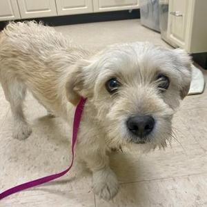 Sapling, Terrier / Mixed Breed, adult, available for adoption