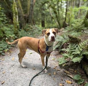 Snuggles, Pit Bull Terrier / Mixed Breed, adult, available for adoption