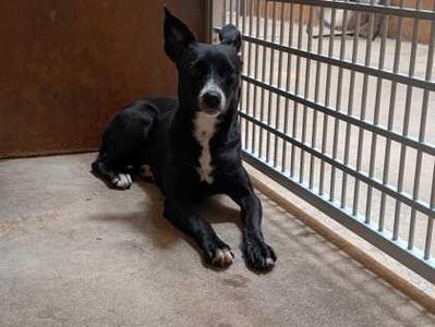 Coral, Terrier / Mixed Breed, adult, available for adoption