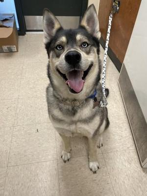 Ajax, Husky / Mixed Breed, adult, available for adoption