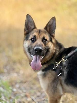 Poshkie, German Shepherd Dog / Mixed Breed, young, available for adoption