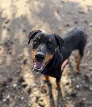 Dusk aka Dusty, Rottweiler / Mixed Breed, puppy, available for adoption
