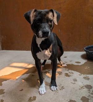 Biggy Smalls, Pit Bull Terrier / Mixed Breed, adult, available for adoption