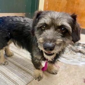 Sprout, Terrier / Mixed Breed, adult, available for adoption