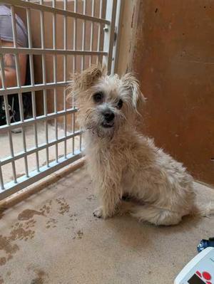 Elisio, Terrier / Mixed Breed, young, available for adoption