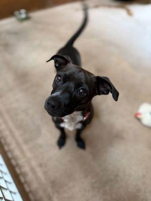 Archie, Parson Russell Terrier / Mixed Breed, adult, available for adoption