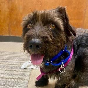 Seedling, Terrier / Mixed Breed, adult, available for adoption