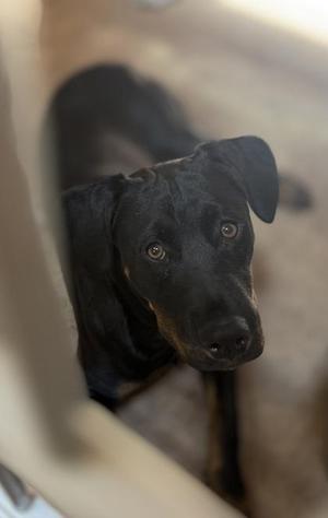 Milkyway, Rottweiler / Mixed Breed, puppy, available for adoption