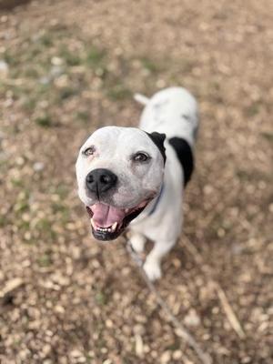 Dalyla, Pit Bull Terrier / Mixed Breed, senior, available for adoption