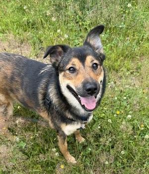 Remi, Shepherd / Siberian Husky, adult, available for adoption