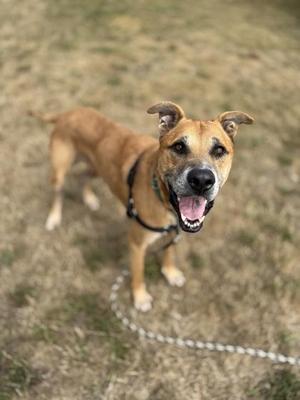 Chester Cheese, German Shepherd Dog / Mixed Breed, adult, available for adoption
