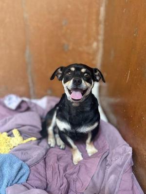 Maximus IV, Terrier / Mixed Breed, adult, available for adoption