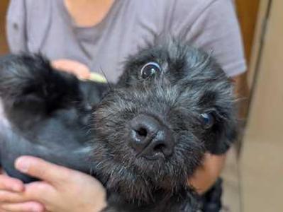 Sylvester, Cairn Terrier / Mixed Breed, puppy, available for adoption