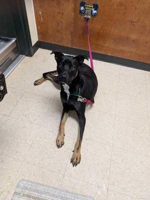 Kouper, Dutch Shepherd / Mixed Breed, puppy, available for adoption