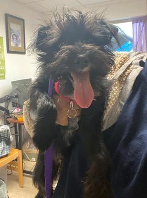 Justin Jr., Terrier / Mixed Breed, young, available for adoption