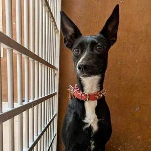 Sandy, Terrier / Mixed Breed, young, available for adoption
