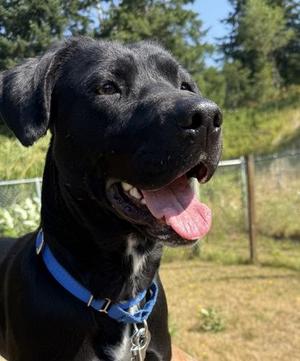Trixie, Labrador Retriever / Mixed Breed, puppy, available for adoption