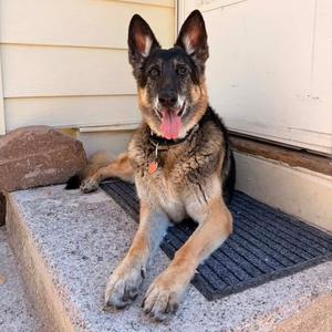 Greta, Shepherd, German, senior, available for adoption