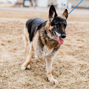 A German Shepherd dog stands on dry grass, panting with its tongue out.