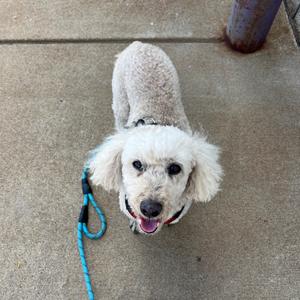 A white poodle dog on a blue leash, looking up at the camera with its mouth open.