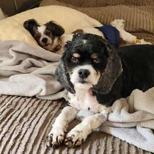 Max, Spaniel, Cocker, senior, available for adoption