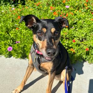 Lola, Hound, Black and Tan Coonhound, senior, available for adoption