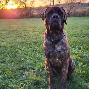 A brindle-colored mastiff dog sits in a grassy field at sunset.