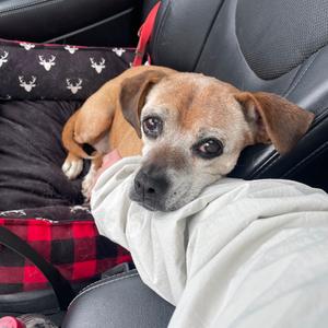 Scout, Beagle, senior, available for adoption