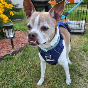 Chester, Terrier, Boston, senior, available for adoption