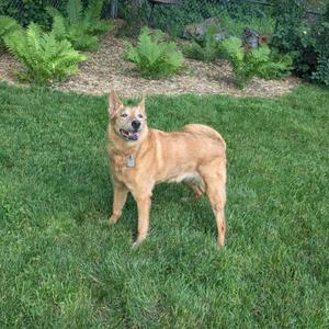 A brown dog standing on a grassy lawn with green plants in the background.