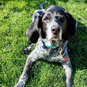 Daisy, Coonhound, senior, available for adoption