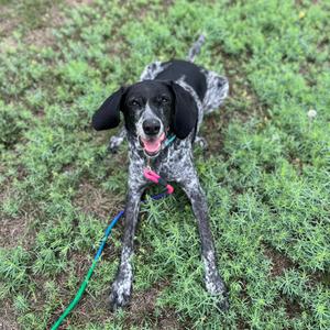 A black and white spotted dog with floppy ears and a pink collar, standing on grass.